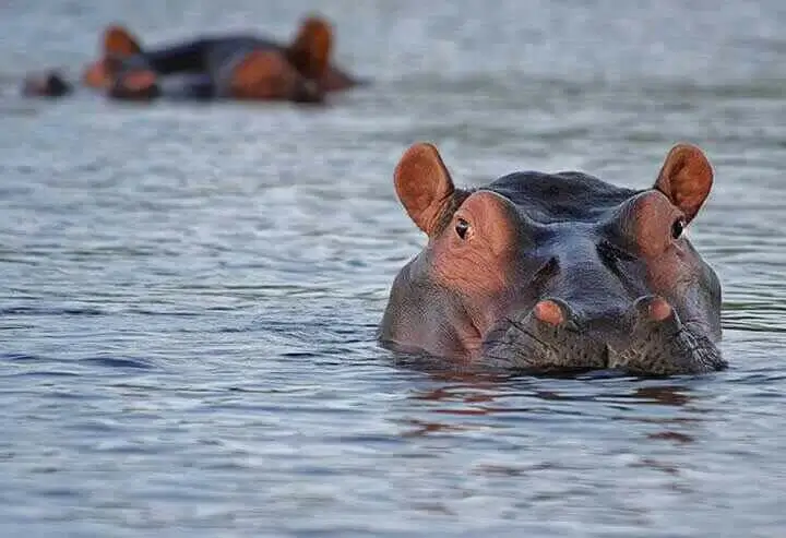 Close Up Photo of a Hippopotamus